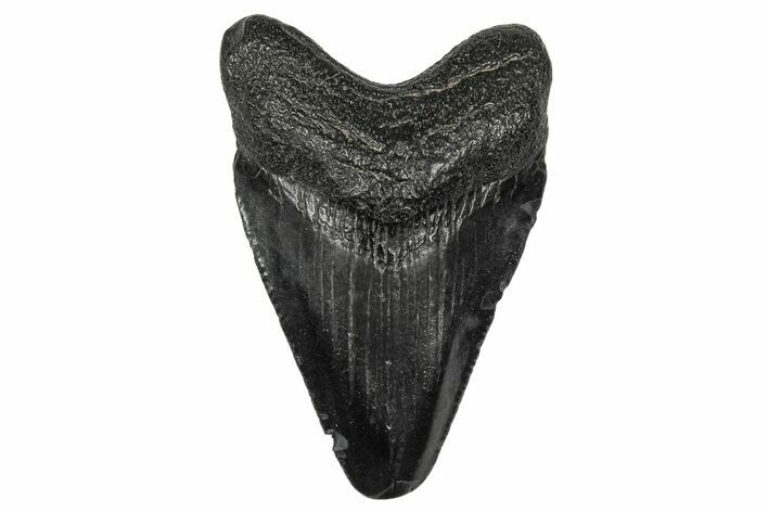 Juvenile Megalodon Tooth - South Carolina #340546
